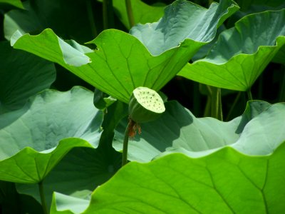 Plant Flower Leaf Sacred Lotus