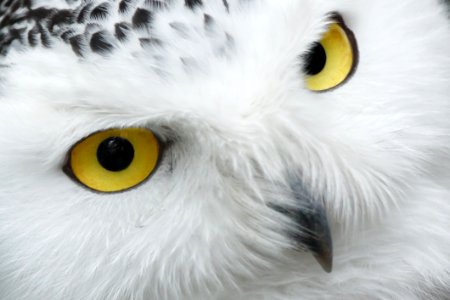 Owl Beak White Bird Of Prey