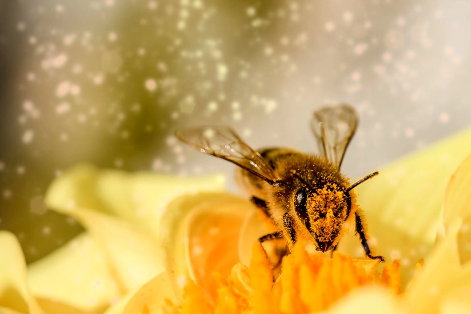 Honey Bee Bee Insect Membrane Winged Insect
