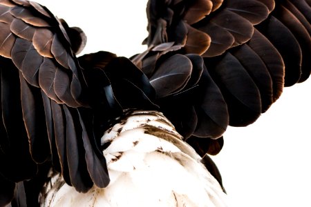 Beak Bird Of Prey Close Up Wing