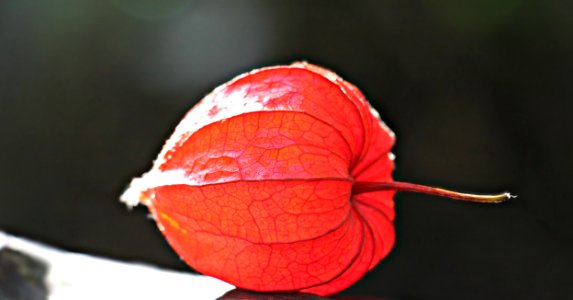 Close Up Leaf Macro Photography Plant photo