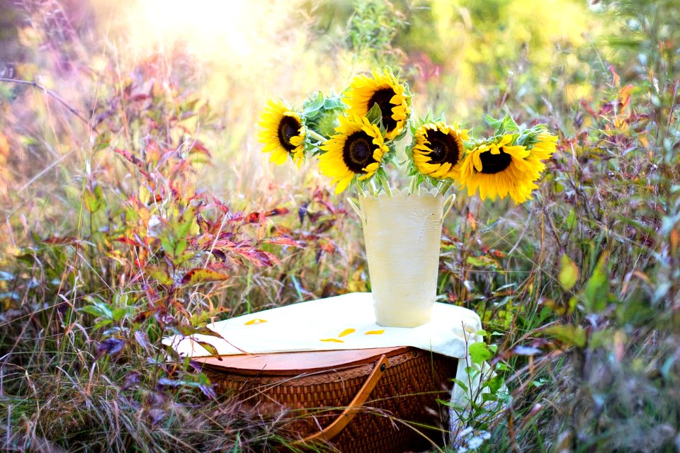 Flower Yellow Sunflower Plant