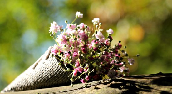 Flower Plant Flora Spring