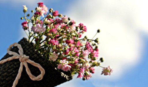 Flower Pink Blossom Spring