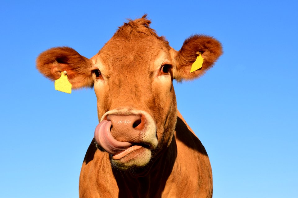 Cattle Like Mammal Dairy Cow Horn Fauna