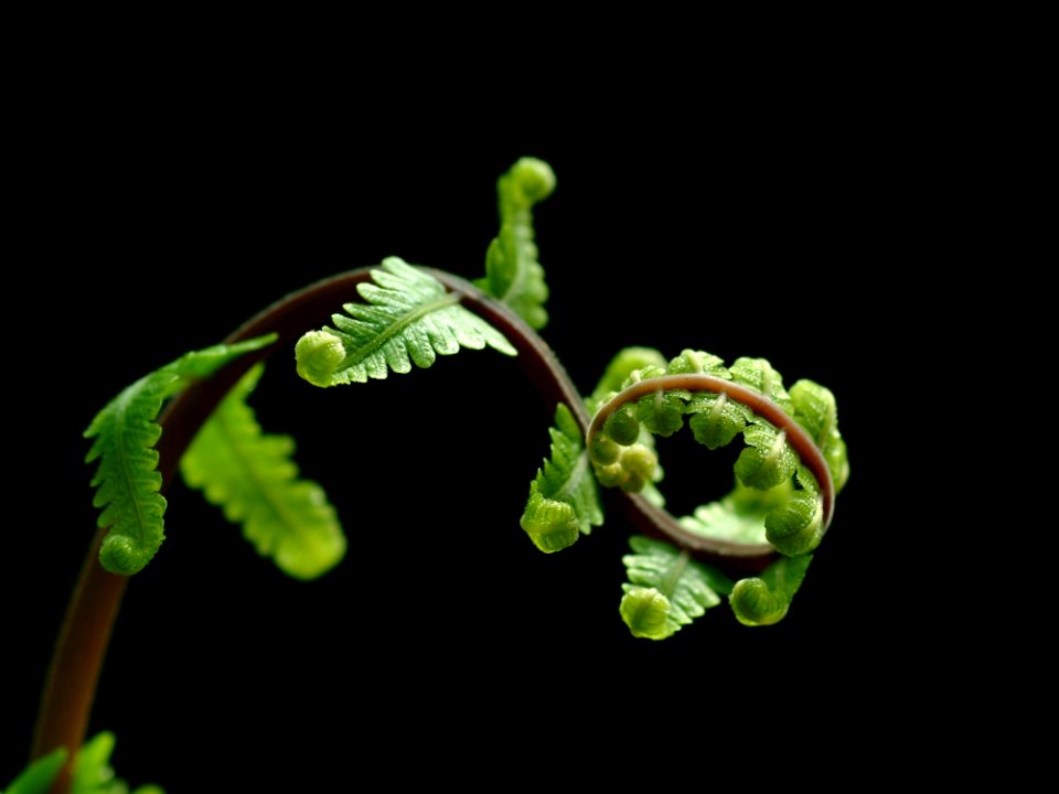 Plant Macro Photography Leaf Flora