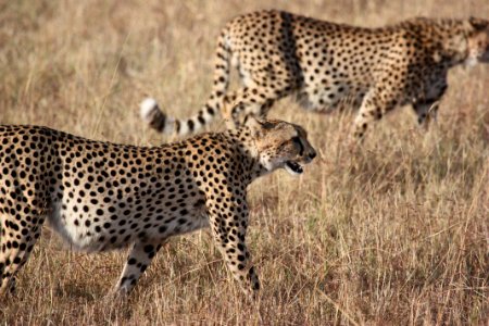Cheetah Wildlife Terrestrial Animal Mammal
