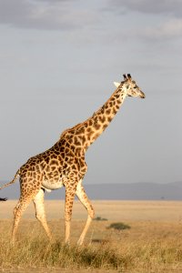 Giraffe Terrestrial Animal Wildlife Ecosystem photo
