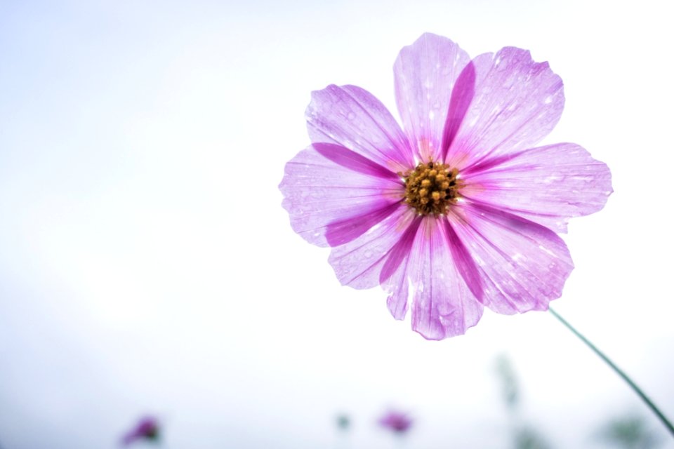 Flower Violet Purple Garden Cosmos