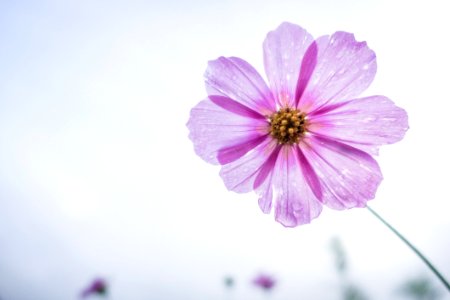 Flower Violet Purple Garden Cosmos