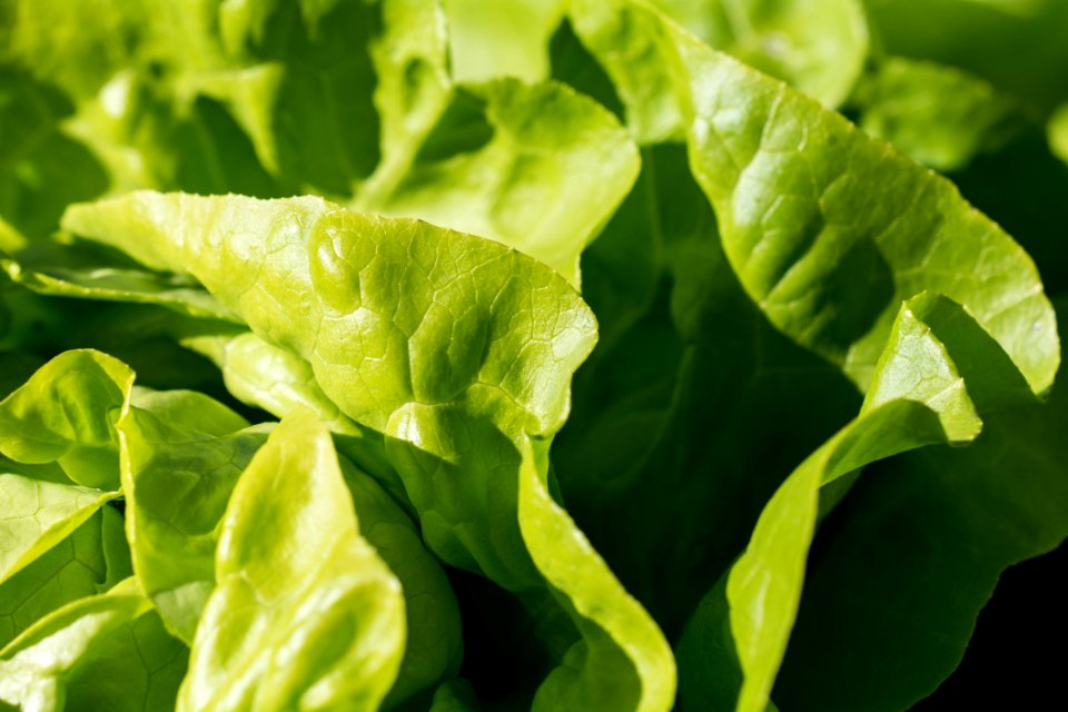 Leaf Vegetable Lettuce Vegetable Leaf