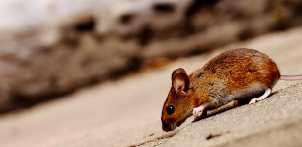Mouse Fauna Mammal Wildlife photo