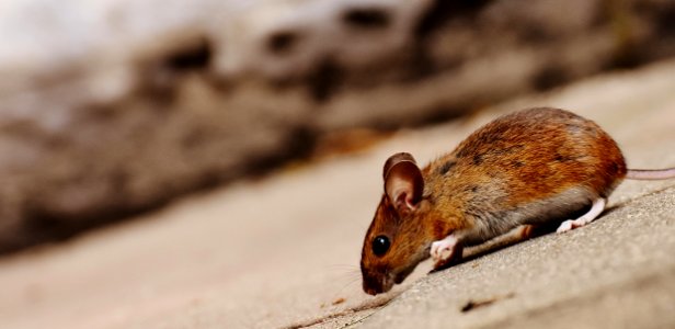 Mouse Fauna Mammal Wildlife