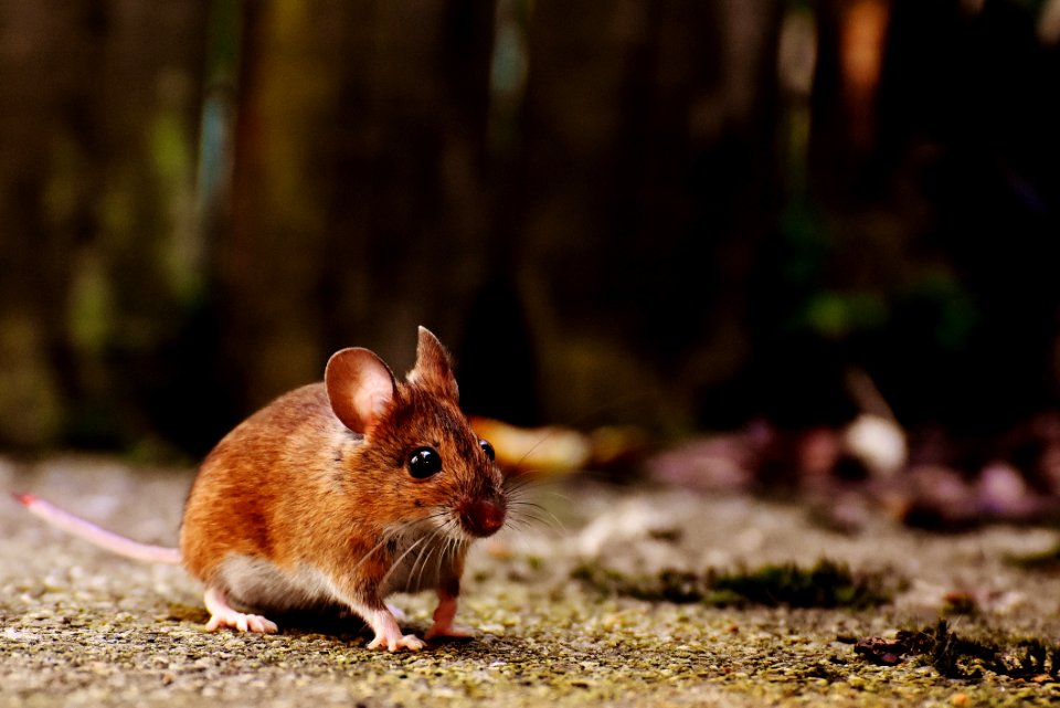 Mouse Fauna Mammal Muridae
