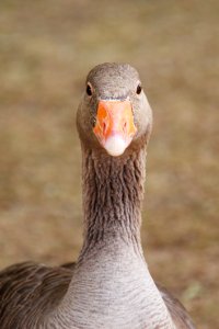 Beak Bird Water Bird Goose photo