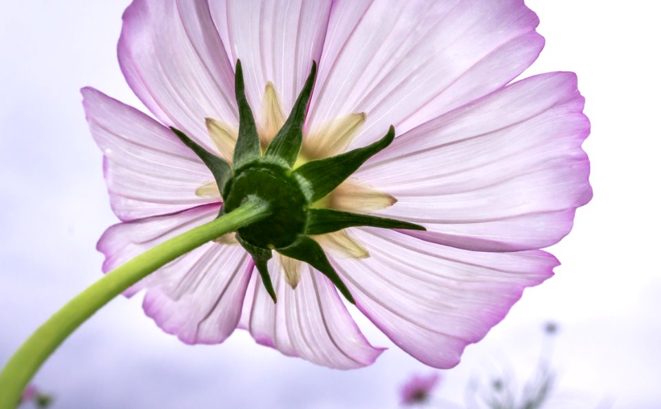 Flower Flora Violet Purple