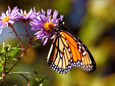 Butterfly Moths And Butterflies Monarch Butterfly Insect