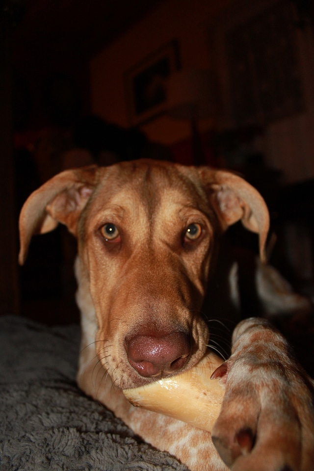 Animal bone chewing bone
