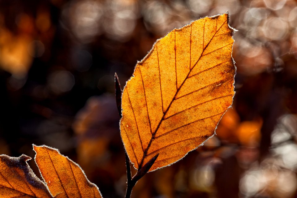Leaf Deciduous Autumn Branch