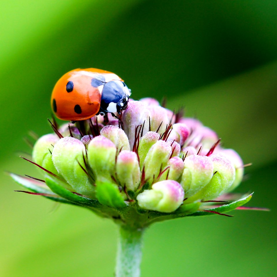 Insect Macro Photography Ladybird Close Up