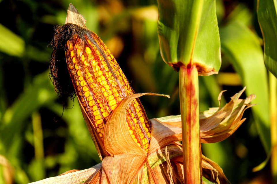 Maize Food Grain Close Up Plant Stem