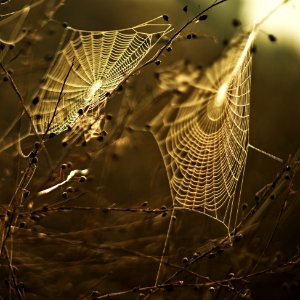 Spider Web Water Moisture Morning photo