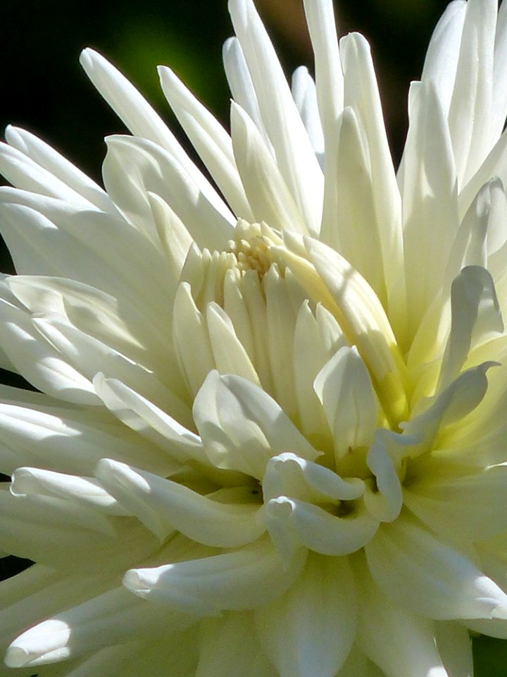 Flower White Plant Petal