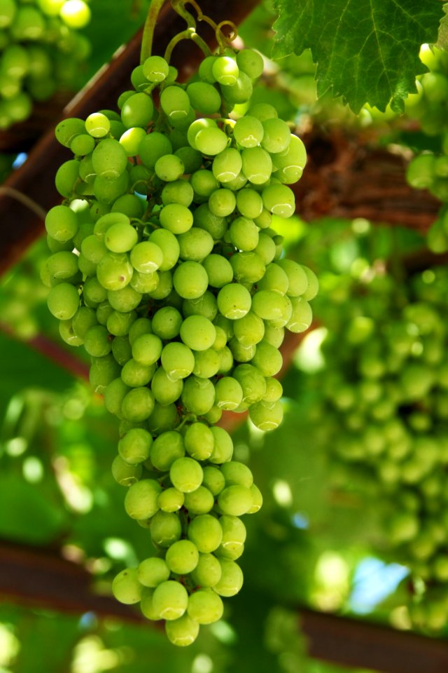 Grape Green Grapevine Family Seedless Fruit