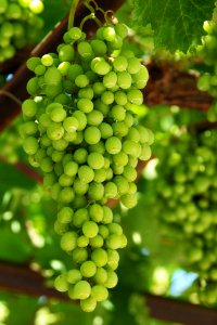 Grape Green Grapevine Family Seedless Fruit