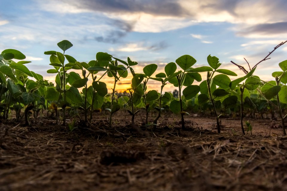Growth Plants