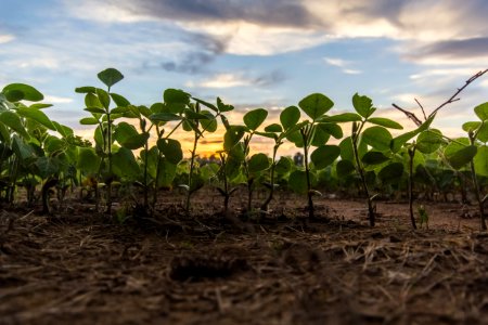Growth Plants