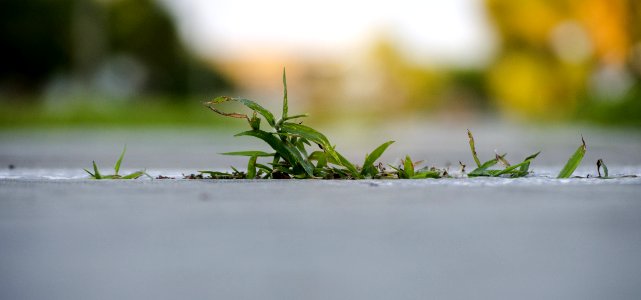 Sidewalk Grass