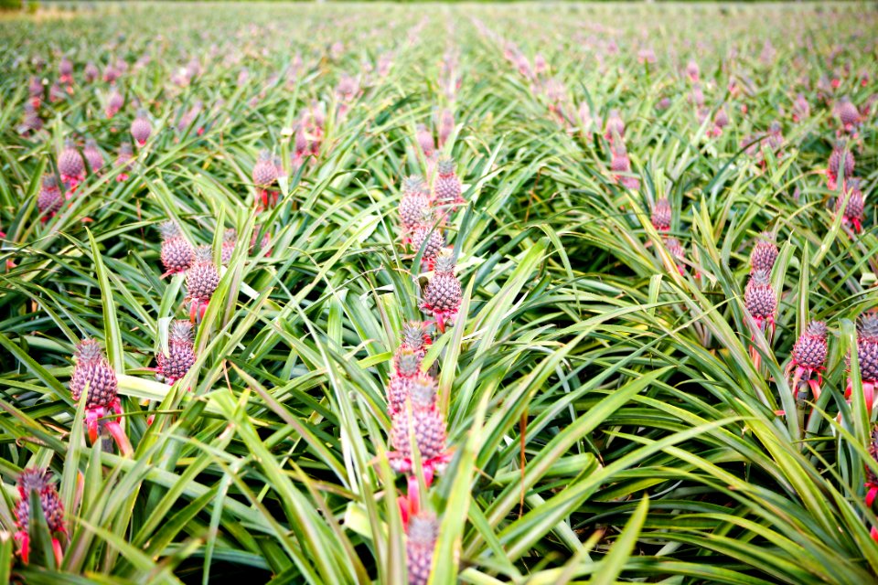 Flower Plant Terrestrial Plant Grass