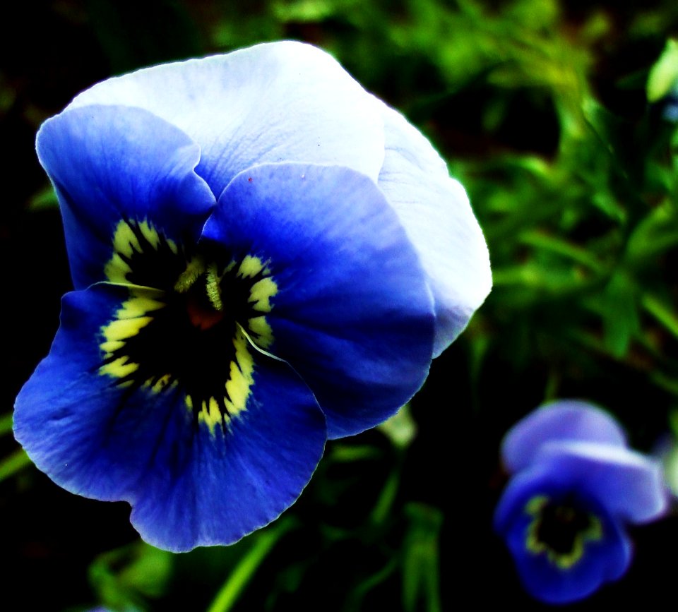 Pansies Flowers