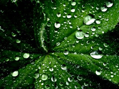 Morning Dew