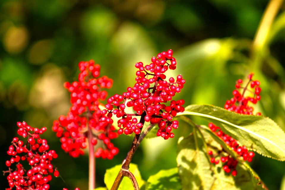 Red Berries