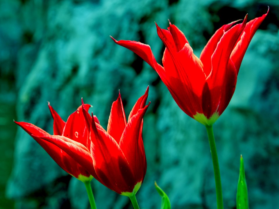 Red Flowers