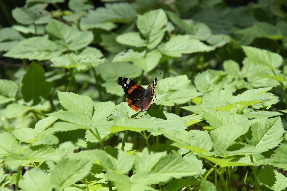 Insect green riverside