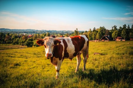 Cow On Pasture