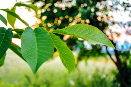 Green Leaves