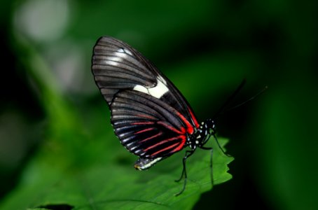 Black And Red Butterfly On Green Leaf