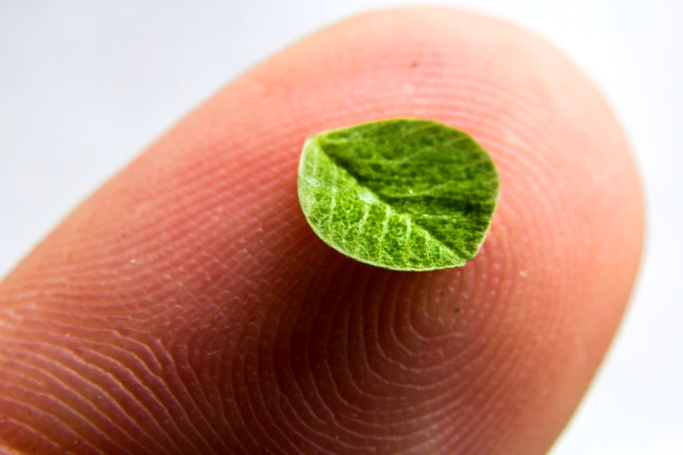 Small Leaves