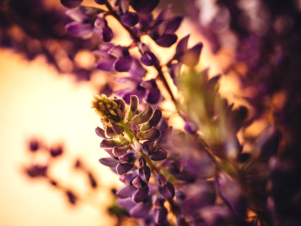 Purple Lupine photo