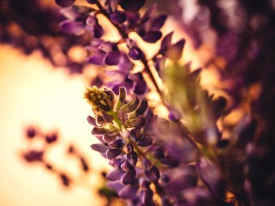 Purple Lupine photo