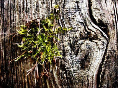 Old Tree Moss
