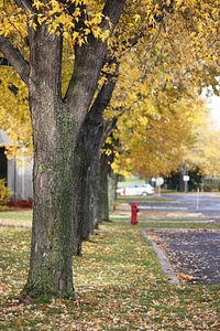 Fall leaves yellow photo