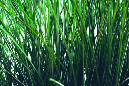 Green Grass