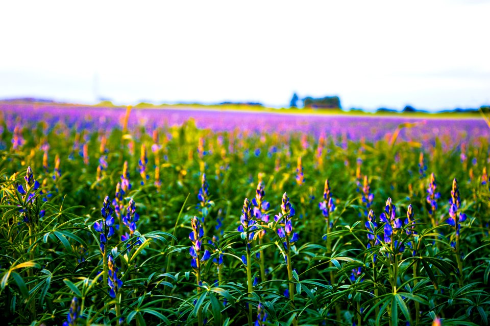 Purple Flowers Field