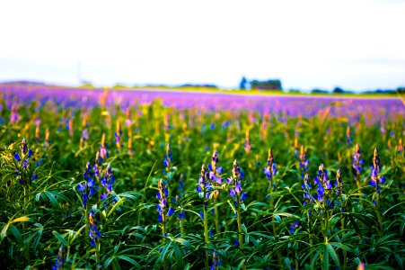Purple Flowers Field photo
