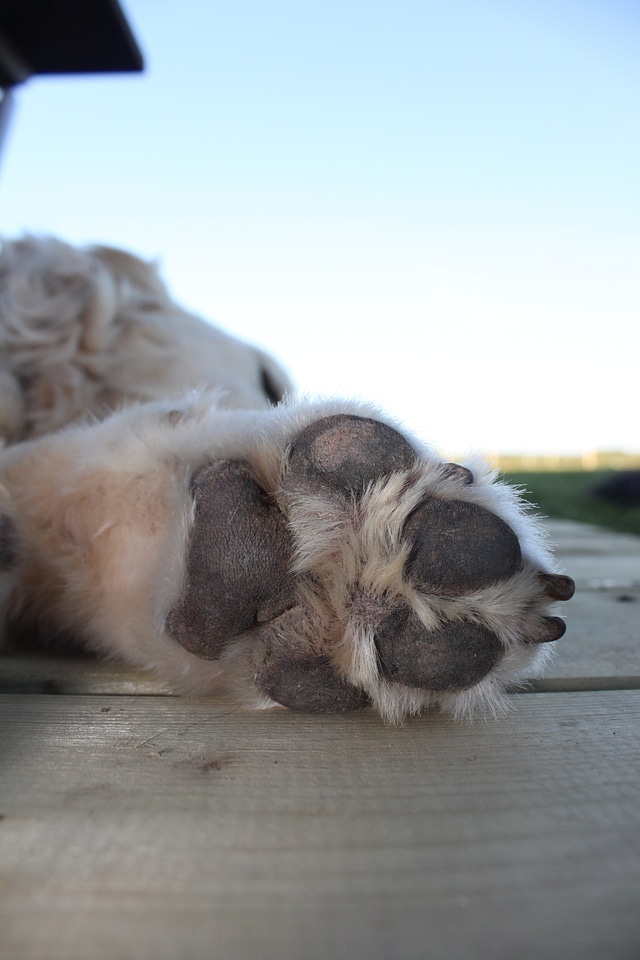 Paw dog paw paw pads